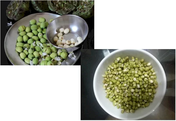 sơ chế hạt sen v&agrave; đậu xanh