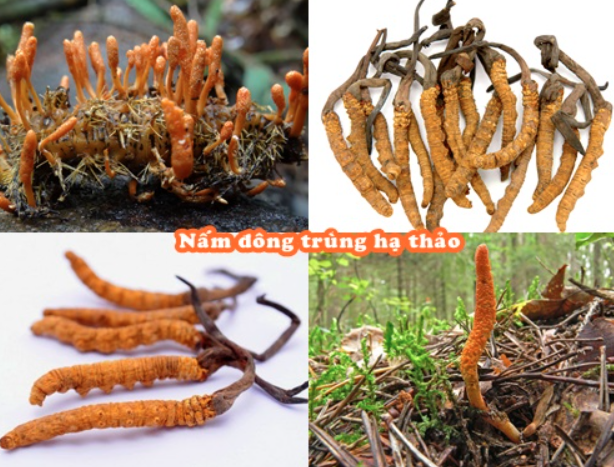 Đông trùng hạ thảo bổ dưỡng cho người mất ngủ