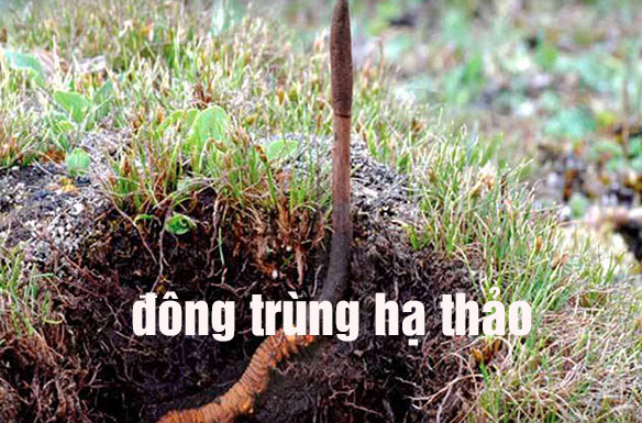 Đông trùng hạ thảo bổ dưỡng cho người mất ngủ