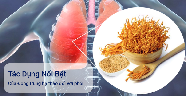Đông trùng hạ thảo có thực sự tốt?