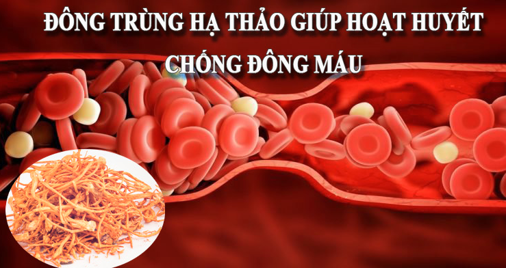 Đông trùng hạ thảo có thực sự tốt?