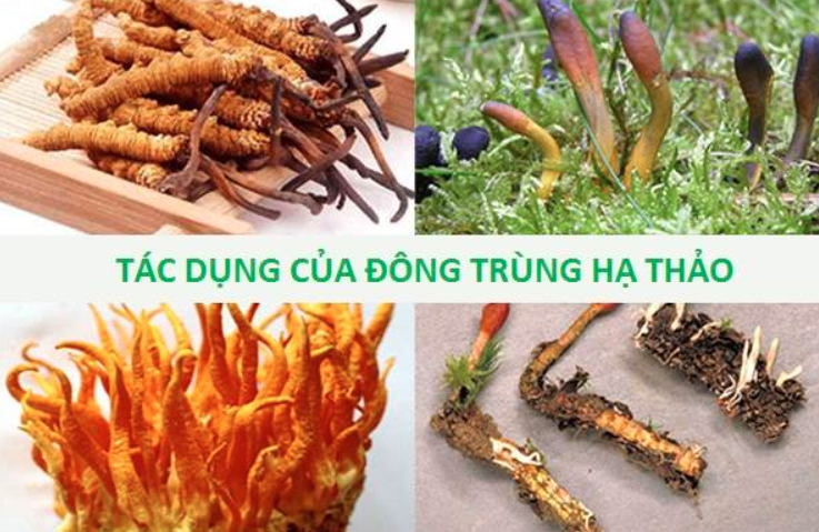 Công dụng của đông trùng hạ thảo