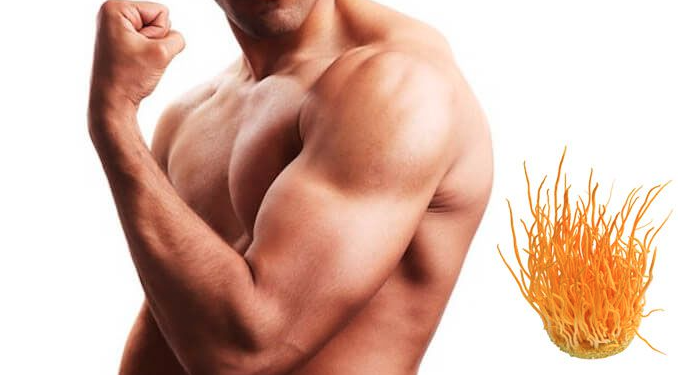 Công dụng của đông trùng hạ thảo