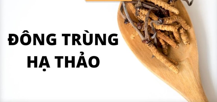 Đông trùng hạ thảo mua ở đâu?
