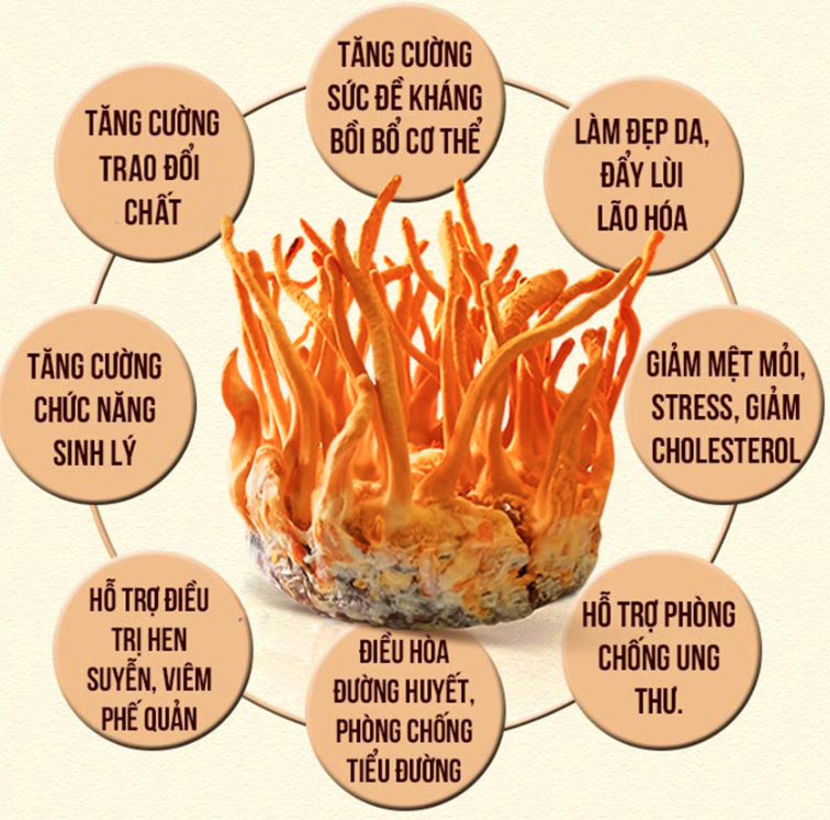 Đông trùng hạ thảo mua ở đâu?