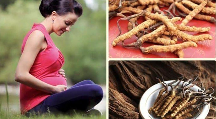 Đông trùng hạ thảo tốt cho bà bầu không?