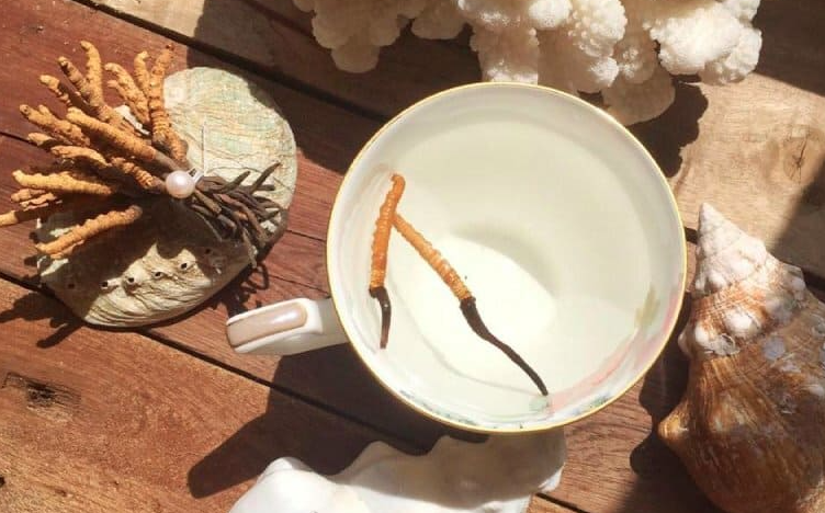 Đông trùng hạ thảo tốt cho bà bầu không?