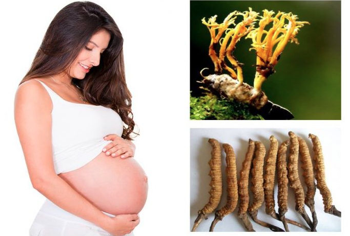 Đông trùng hạ thảo tốt cho bà bầu không?