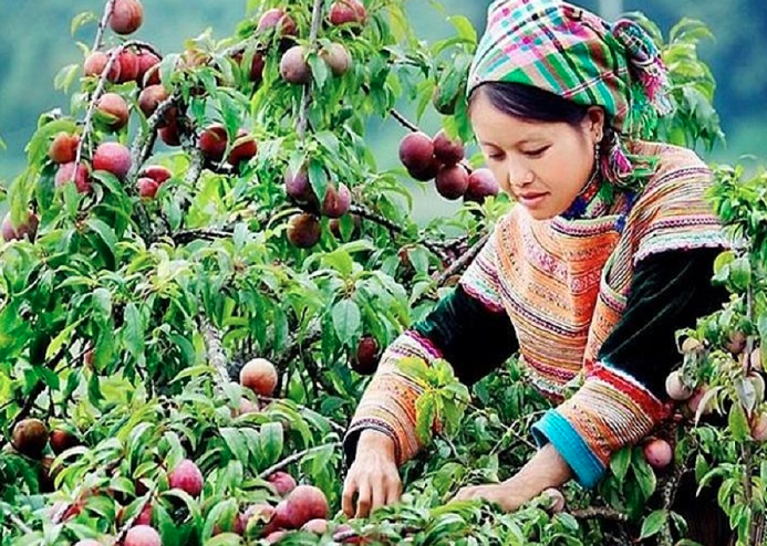 Top loại trái cây không thể bỏ qua vào mùa hè