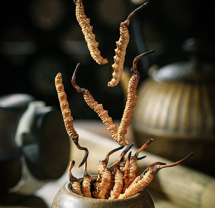 Có nên mua đông trùng hạ thảo
