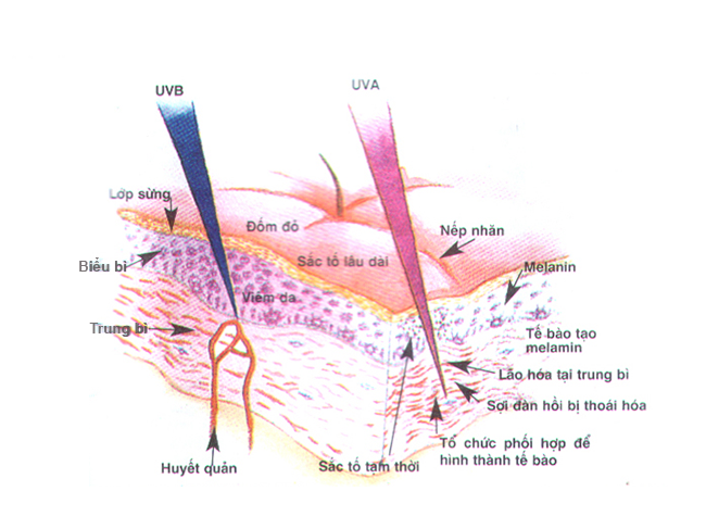 tác động của tia UV lên làn da
