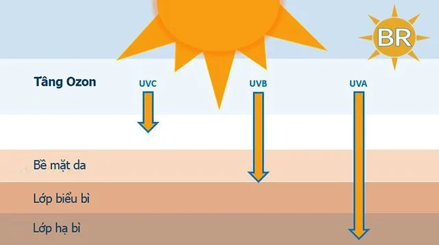tác động của UVA và UVB lên các lớp da